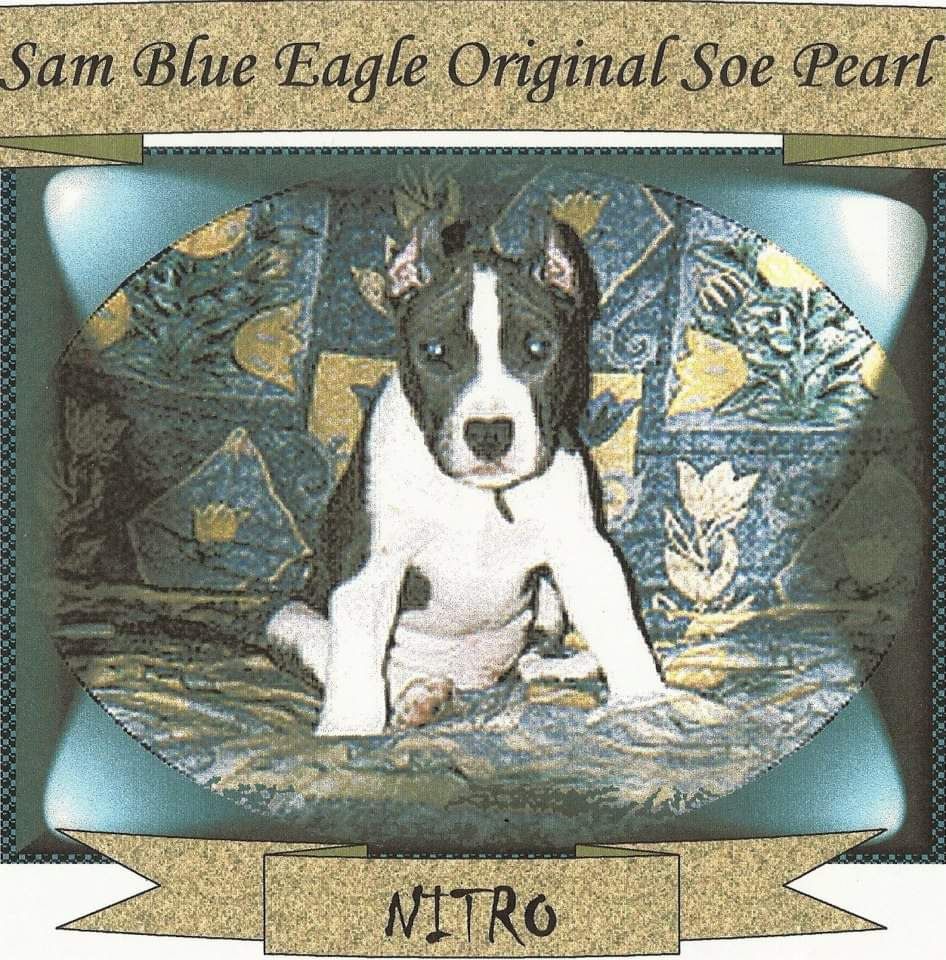 Sam blue eagle aka nitro original soe pearl