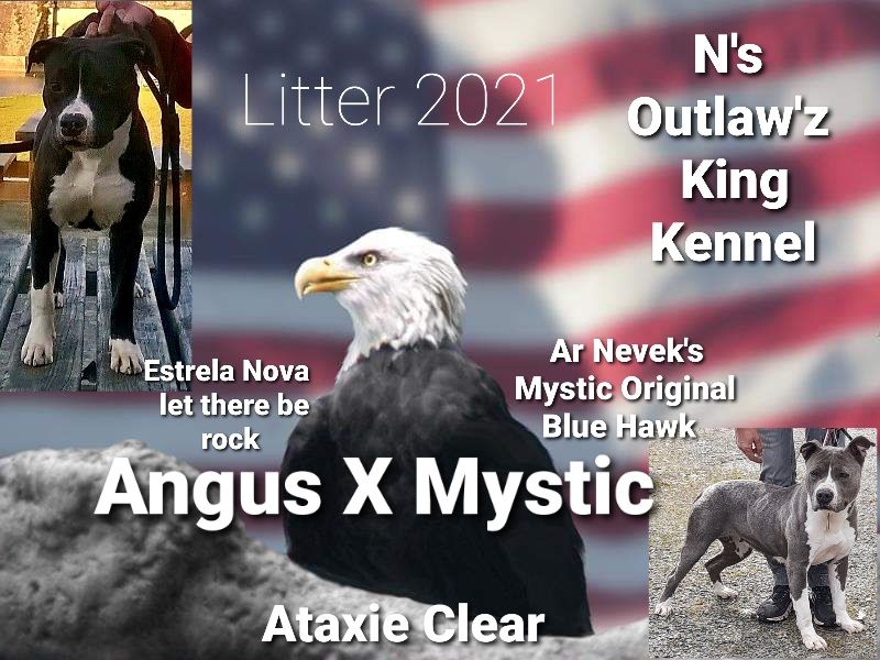 N'S Outlaw'z King - American Staffordshire Terrier - Portée née le 20/05/2021